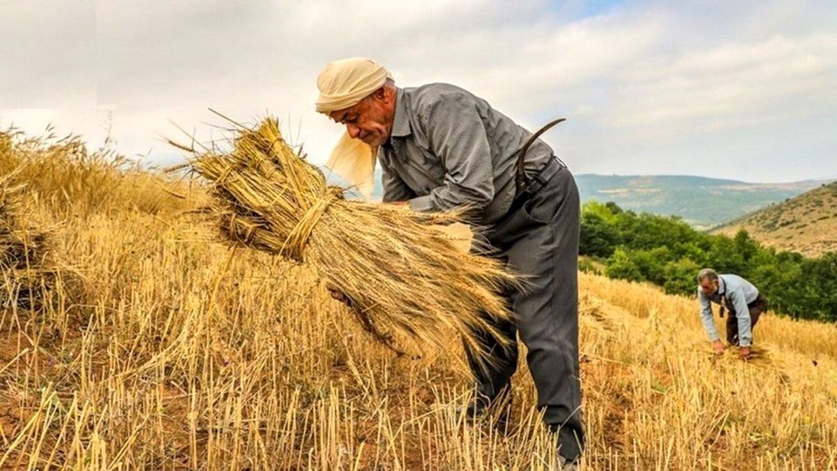 جنجال جدید برای قیمت گندم + جزییات و حواشی