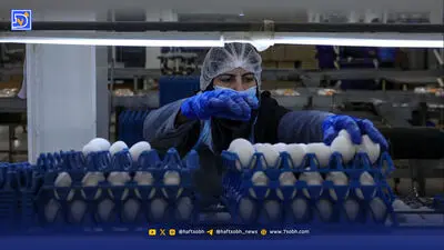 زنجیره مرغ‌، اسیر نقدینگی
