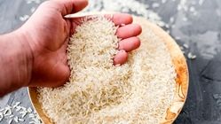 دورریز برنج رکورد زد