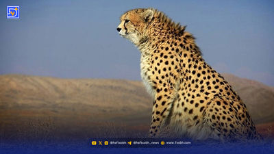 پنج قلاده یوزپلنگ آسیایی در پناهگاه حیات‌وحش میاندشت مشاهده شد + ویدیو