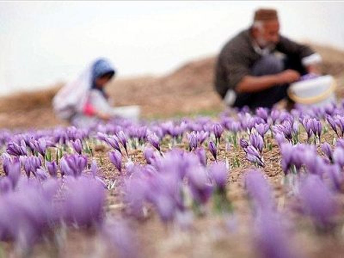  نرخ روز زعفران اعلام شد؛ قیمت‌ها در ۱۶ اسفند ۱۴۰۳