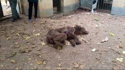 تلف شدن ۲ قلاده خرس قهوه‌ای بر اثر اصابت گلوله در آمل