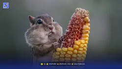 تصاویری بامزه از دنیای حیوانات که برایتان لذت بخش خواهد بود