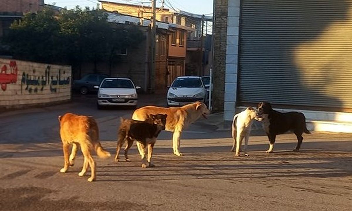 معمای لاینحل سگ 