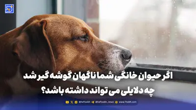 آیا حیوانات خانگی می توانند غم از دست دادن یک حیوان دیگر را بفهمند؟