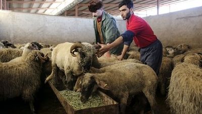 گوشت قرمز مهمان غایب سفره‌ها