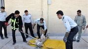  گرگ‌ها در تهرانپارس چه می‌خواستند؟‌ 