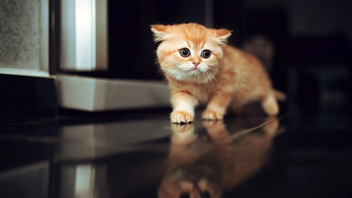 به زودی می‌توانید با گربه‌تان صحبت کنید ! 