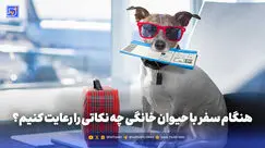 هنگام سفر با حیوان خانگی چه نکاتی را رعایت کنیم؟