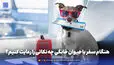 هنگام سفر با حیوان خانگی چه نکاتی را رعایت کنیم؟