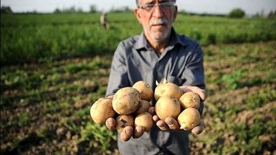 هشدار گندمکاران؛ تاخیر در پرداخت مطالبات، تحویل گندم را متوقف می‌کند