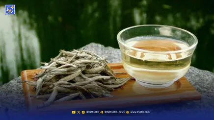 چرا «چای سفید» نوشیدنیِ لوکسِ سلامت شد؟ + راز لاغری و جوانی در یک فنجان