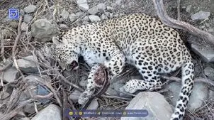 نجات یک قلاده پلنگ در کوه‌های بشاگرد