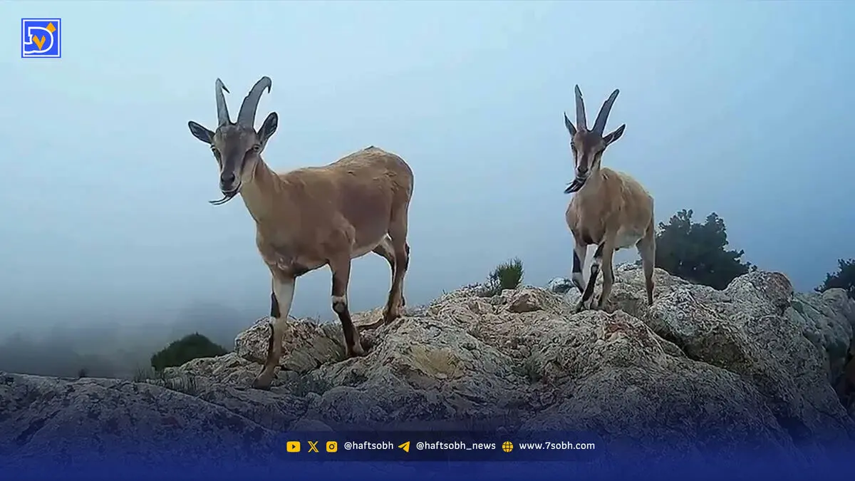 افزایش تعداد آهو برای‌ بازگشت یوزپلنگ به خراسان شمالی