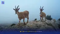 افزایش تعداد آهو برای‌ بازگشت یوزپلنگ به خراسان شمالی