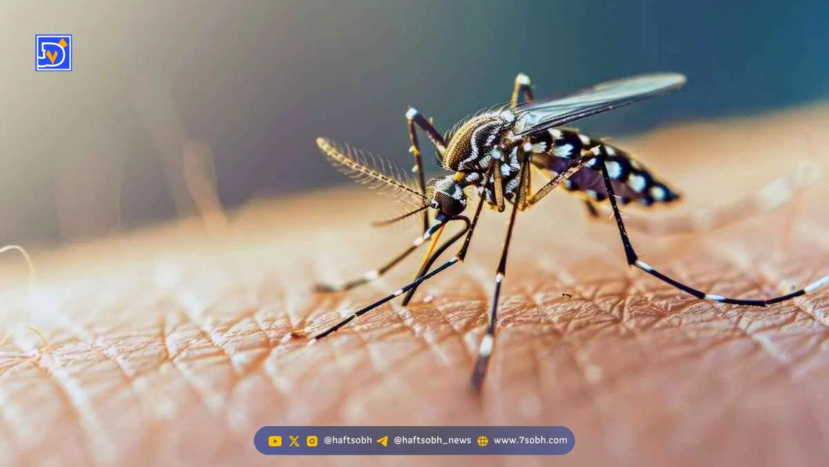 مهار تب دنگی با بهسازی محیط؛ بهترین راهکار پیشگیری