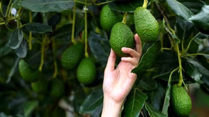  ۳۱ ژوئیه روز جهانی آووکادو 