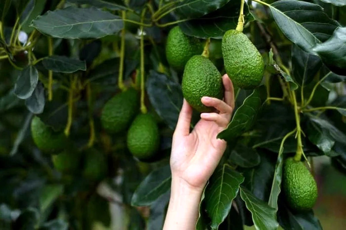 ۳۱ ژوئیه روز جهانی آووکادو