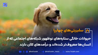 حیوانات خانگی ستاره‌های نوظهور شبکه‌های اجتماعی