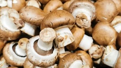 
عرضه خودروهای برقی لیپ‌موتور توسط استلانتیس

