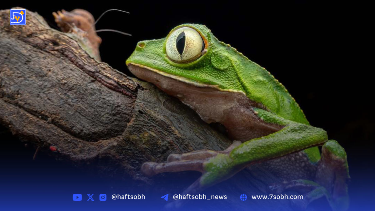 قورباغه برگی؛ جواهر سبز آمازون در قاب دوربین