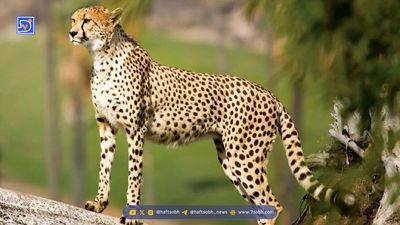 درخواست پنجاه میلیارد تومان برای سفر رییس سازمان محیط زیست به برزیل