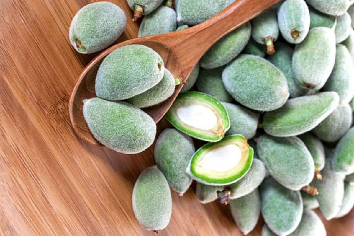 خطر مسمومیت با مصرف چغاله