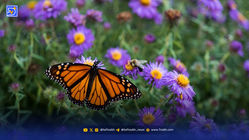 تست شخصیت شناسی: پروانه‌های در تصویر از جنبه‌های پنهان شخصیت شما می‌گویند!