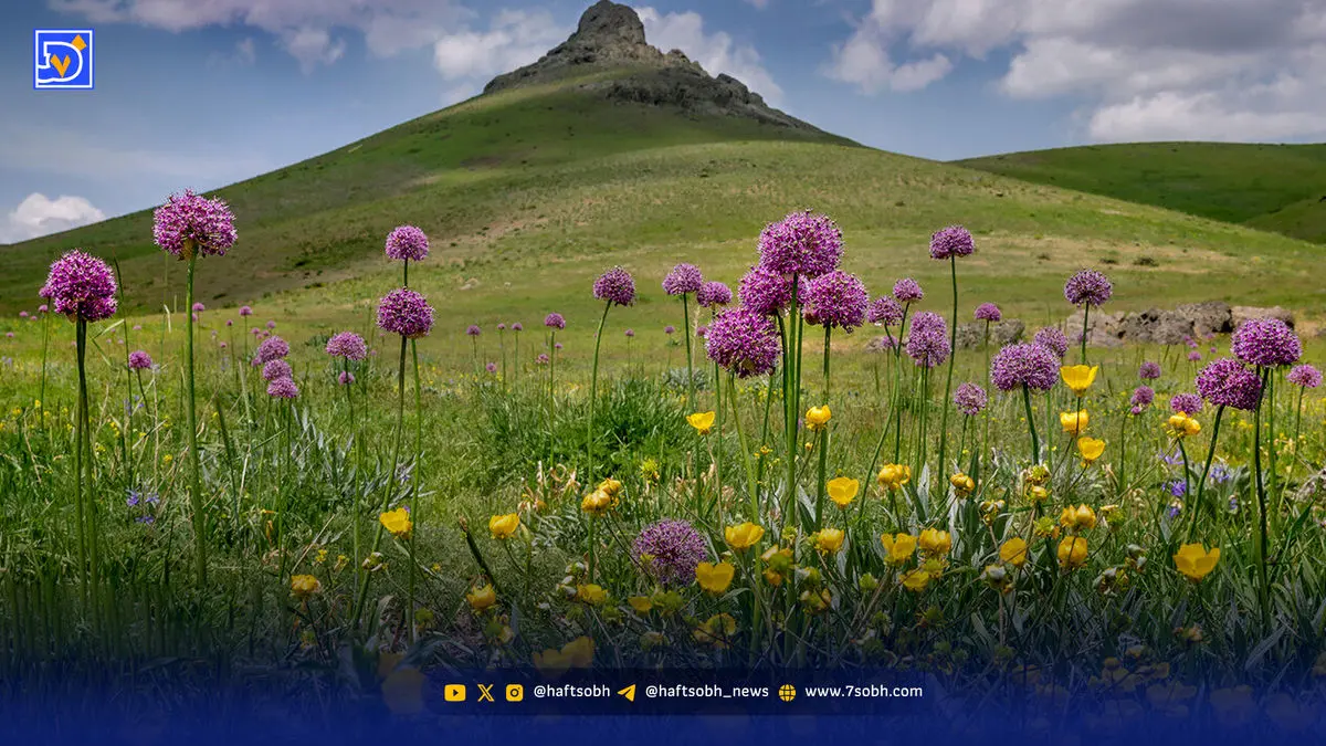گیاهان ایران بی‌صدا محو ‌می‌شوند