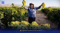 باغدار می‌کارد، واسطه قیمت می‌گذارد