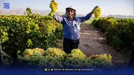 باغدار می‌کارد، واسطه قیمت می‌گذارد