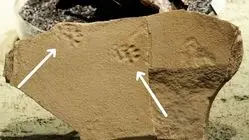 ردپای اسرارآمیز یک گربه‌ ۲۹ میلیون ساله در دل آتشفشان پیدا شد!