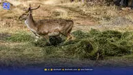 حفاظت روی نقشه، تخریب در میدان