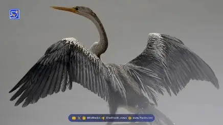 لحظه جالب بلعیدن ماهی توسط مرغ مارگردن | فیلم با سرعت ۱۶ برابر کند شده