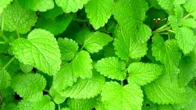 درمان زخم دیابت با آویشن، زنجبیل و نقره