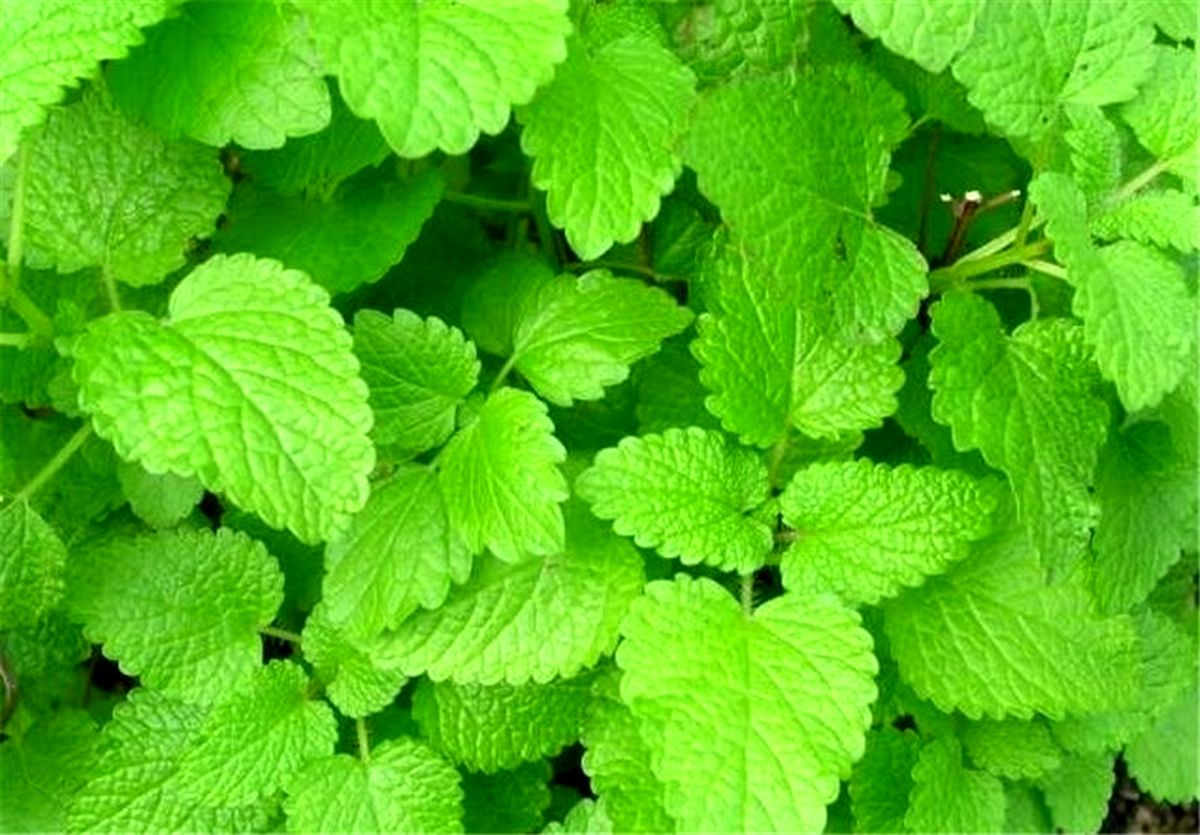 درمان آلزایمر با گیاهان "وج و بادرنجبویه"