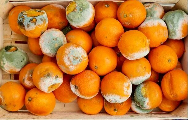 اگر غذای کپک زده بخوریم چه میشود؟