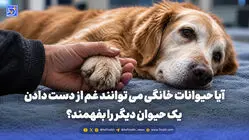 آیا حیوانات خانگی می توانند غم از دست دادن یک حیوان دیگر را بفهمند؟