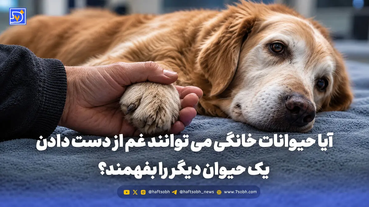 آیا حیوانات خانگی می توانند غم از دست دادن یک حیوان دیگر را بفهمند؟