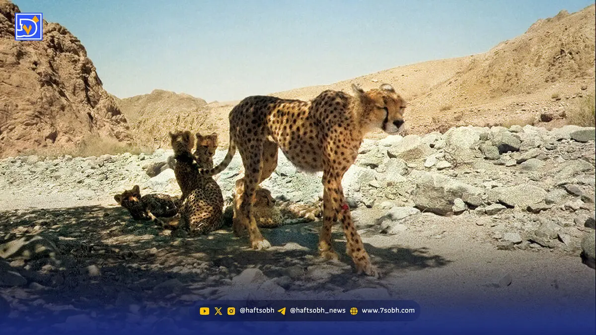 بازگشت هلیا و و توله‌هایش به خانه امن