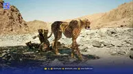 بازگشت هلیا و و توله‌هایش به خانه امن