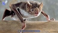 نتیجه تحقیقات دانشمندان؛ در مغز خفاش‌ها سیستم GPS وجود دارد