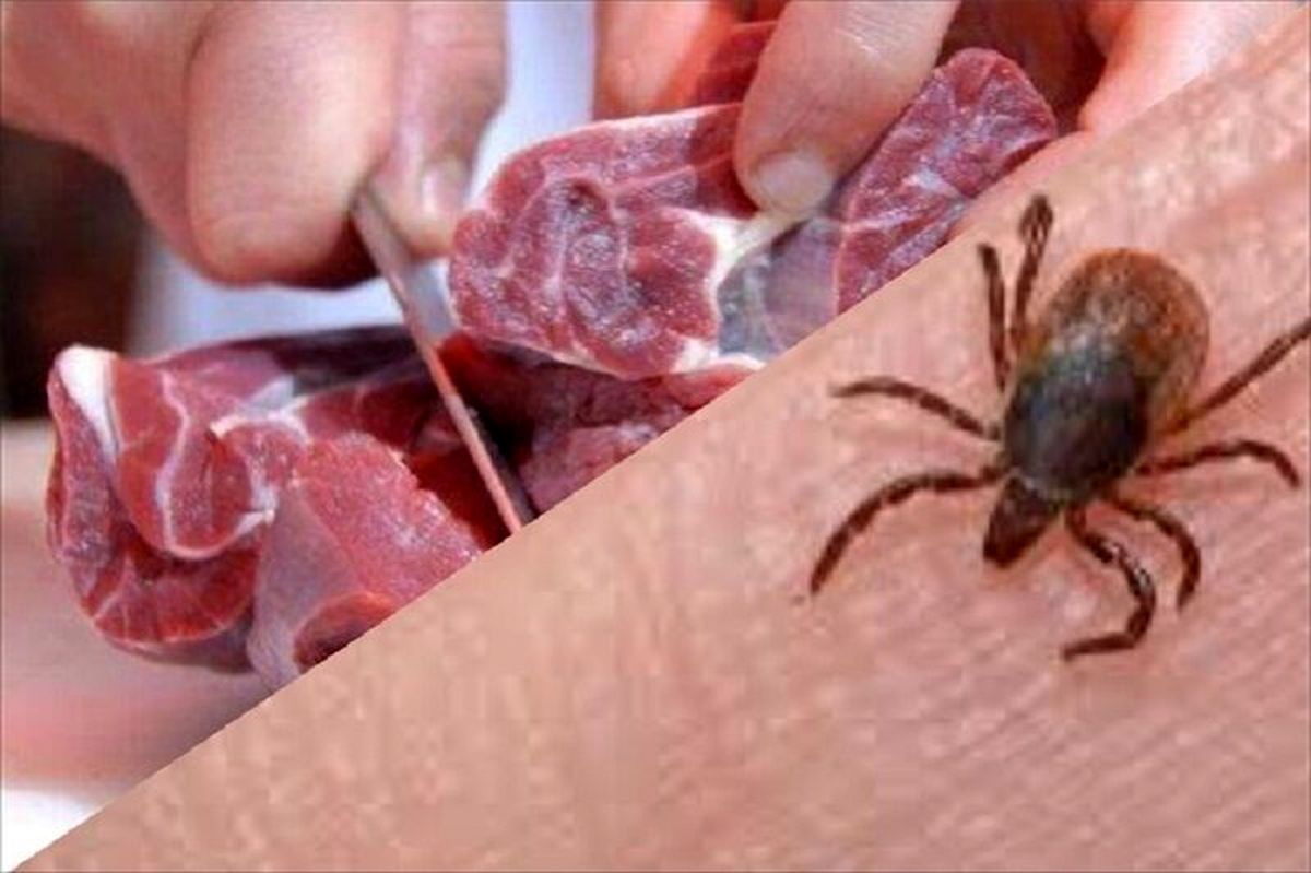 شوک بیماری در اردبیل؛ ابتلای 2 نفر به تب کریمه کنگو