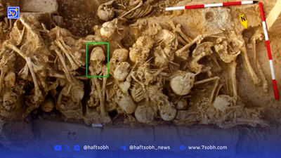 قارچ مرموز مقبره فرعون؛ تهدیدی که به نجات بشر تبدیل شد