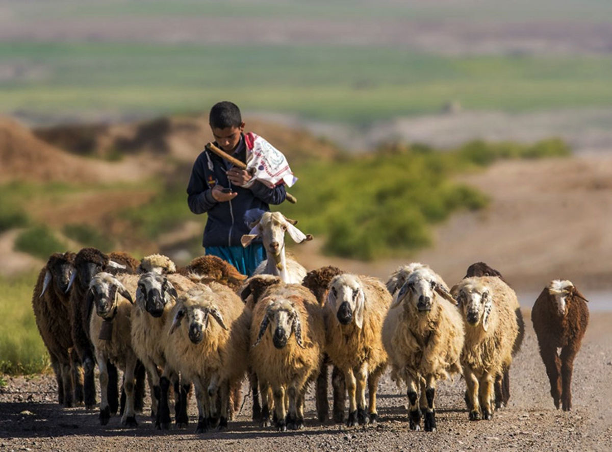 سفر در زمان | تصویری نوستالژی از یک چوپان و پسرانش در ارتفاعات لاچینِ قرهباغ، سال ۱۹۸۰