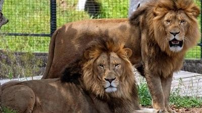غول پنهان رودخانه‌ها؛ کروکودیل ۱۵ متری ایران