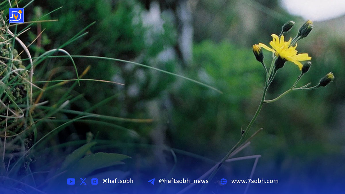 قاصدک ولزی، گلی با داستانی حماسی