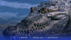 کشف کروکودیل ۷۰ میلیون ساله‌ای که دایناسور می‌خورد!