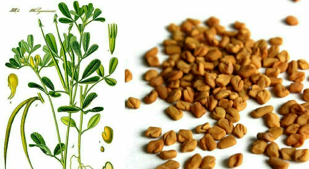 شنبلیله؛ گیاهی چندمنظوره با فواید شگفتانگیز برای سلامت و طعمدهی