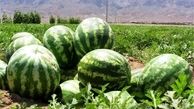 ماجرای آلودگی هندوانه‌های ایرانی+ فیلم 